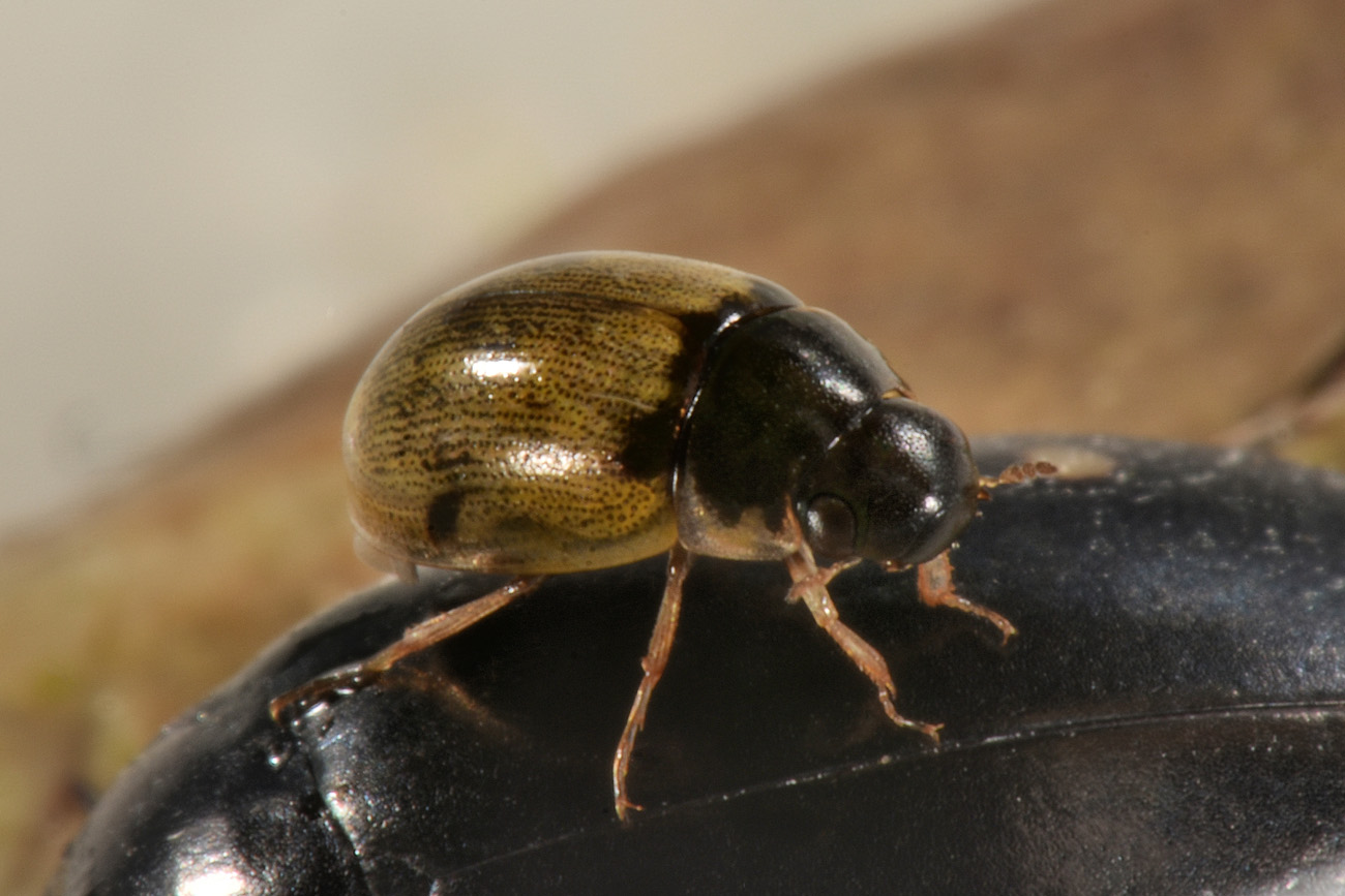 Dytiscidae: Agabus guttatus? S, in compagnia di Laccobius sp. (Hydrophilidae) !